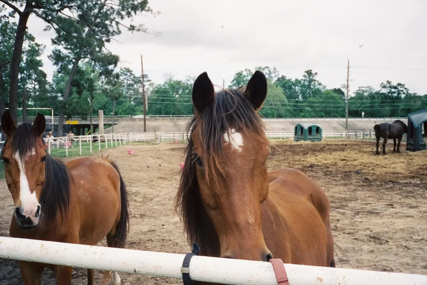Horses at the paddock